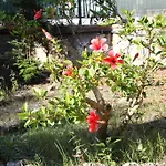 Casa Vacanze Cau - Viale Europa